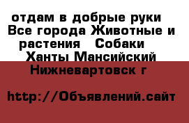 отдам в добрые руки - Все города Животные и растения » Собаки   . Ханты-Мансийский,Нижневартовск г.